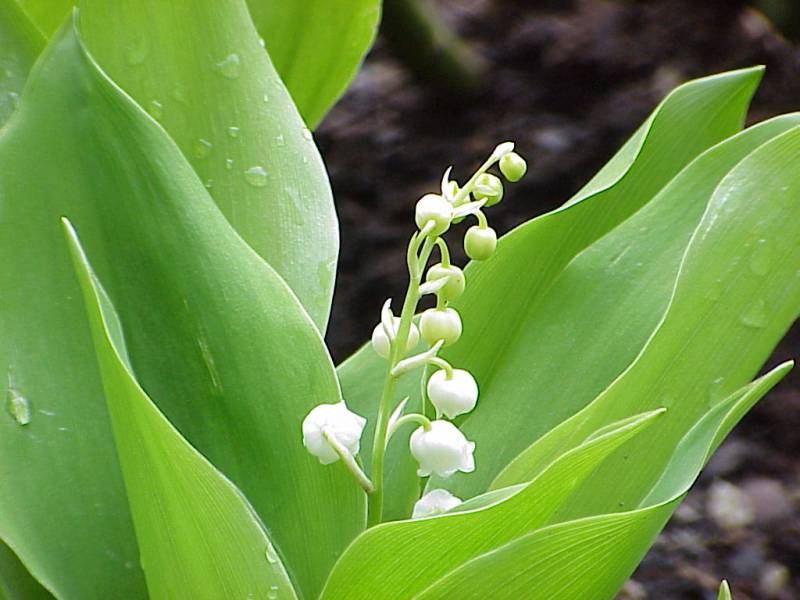 Lily of the Valley – Muguet des Bois Intoxicating Fragrance