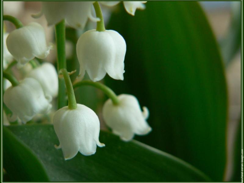 Vive le Muguet! Return of Happiness