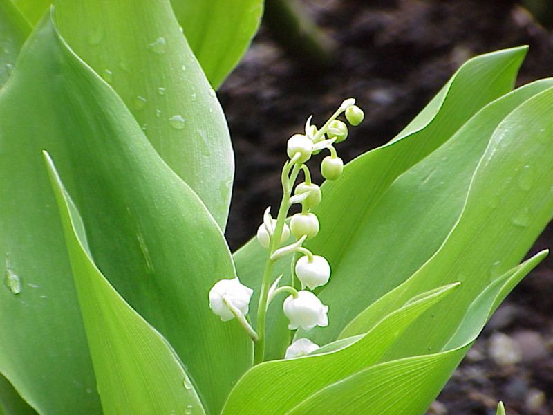 Le Muguet du 1er mai / May 1st Lily of the Valley
