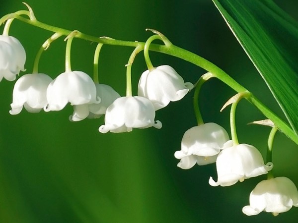 Vive le Muguet! Return of Happiness