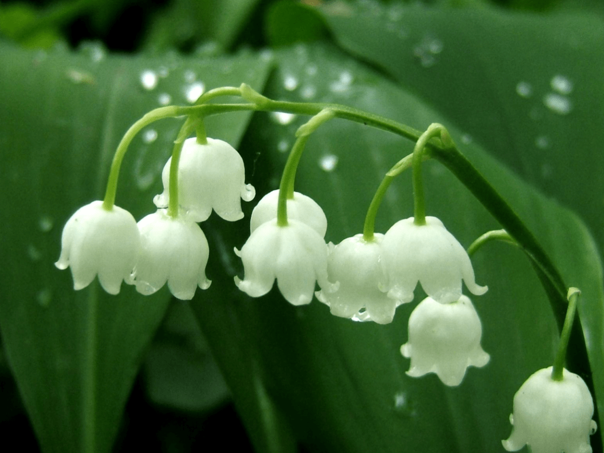 Le Muguet du 1er mai / May 1st Lily of the Valley